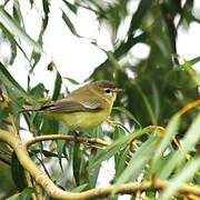 Philadelphia Vireo