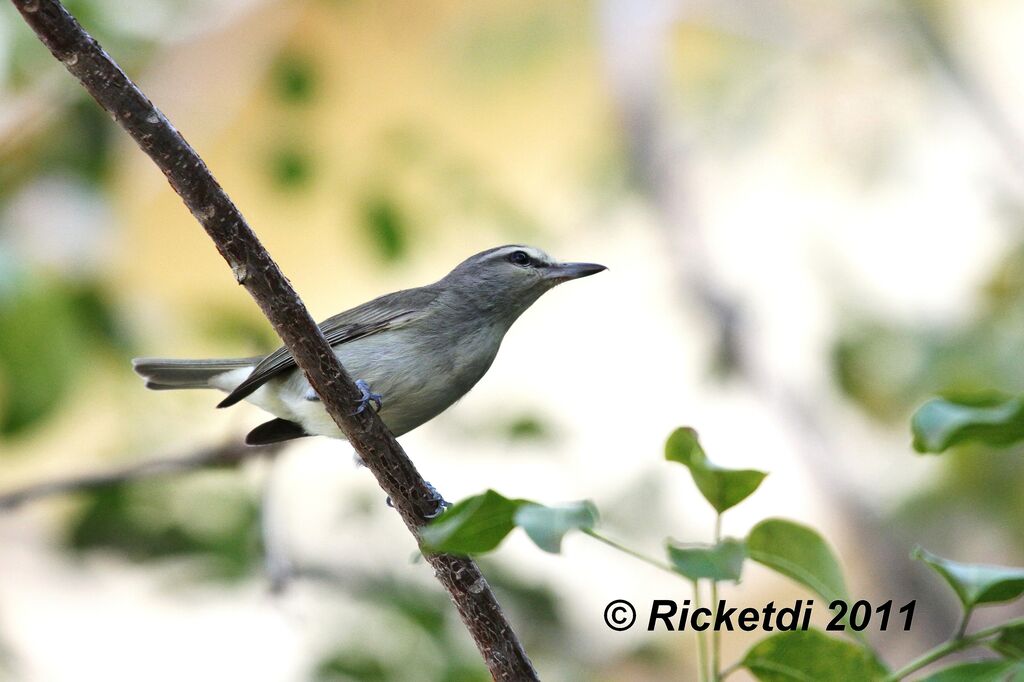 Yucatan Vireo