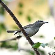 Yucatan Vireo