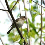 Warbling Vireo