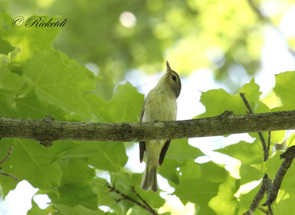 Warbling Vireo