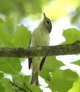 Warbling Vireo