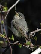 Warbling Vireo