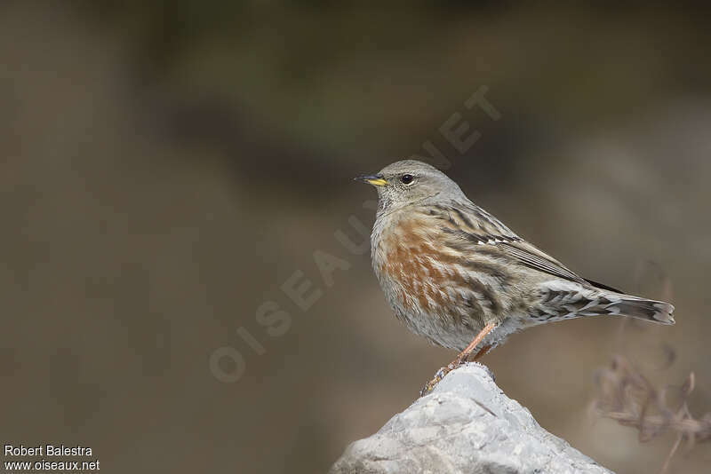 Accenteur alpinadulte internuptial, identification