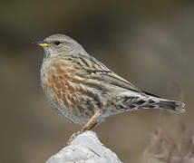 Alpine Accentor