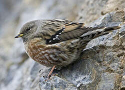 Alpine Accentor