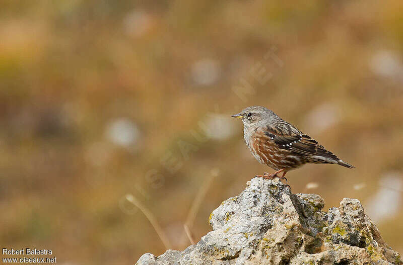 Accenteur alpinadulte internuptial, identification