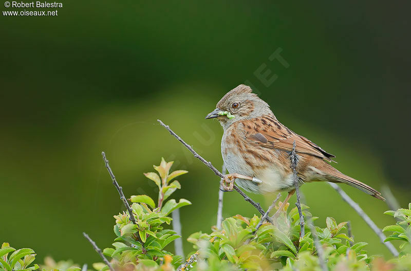 Dunnock