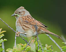 Dunnock