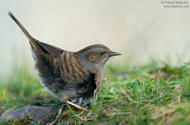 Dunnock