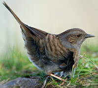 Dunnock