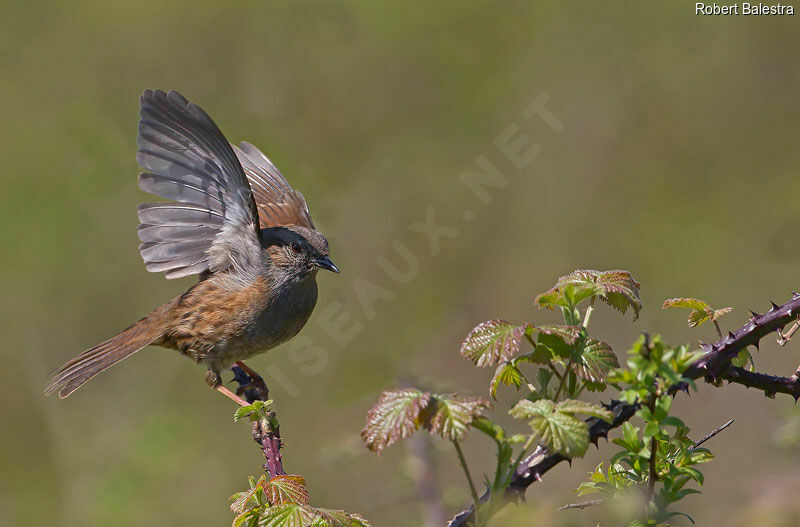 Dunnock