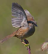 Dunnock