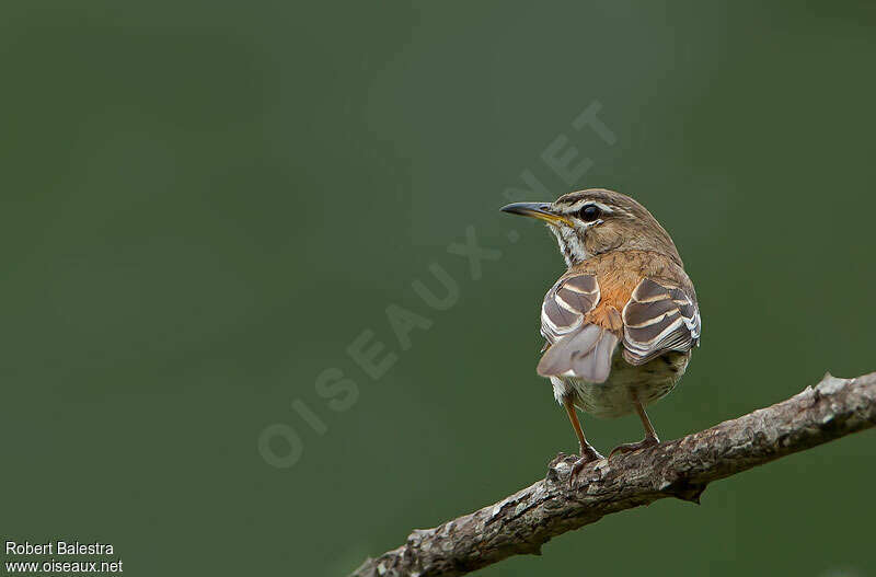 White-browed Scrub Robin, pigmentation