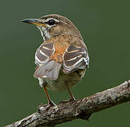 White-browed Scrub Robin