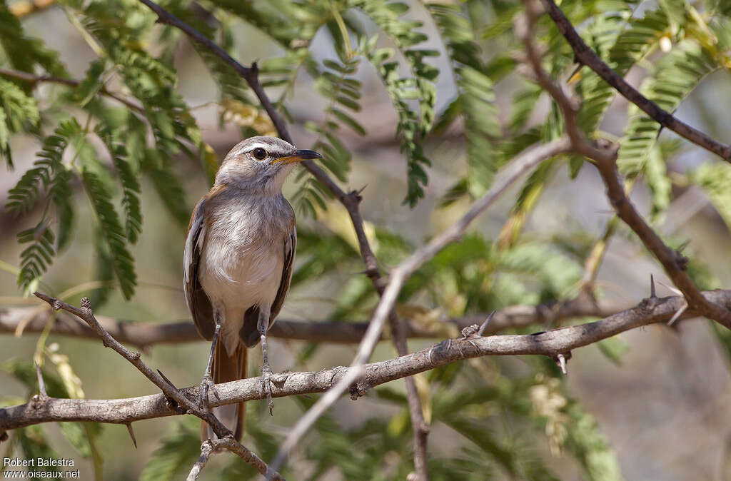 White-browed Scrub Robinadult, close-up portrait