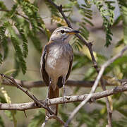 White-browed Scrub Robin