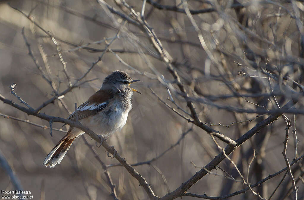 White-browed Scrub Robin, identification