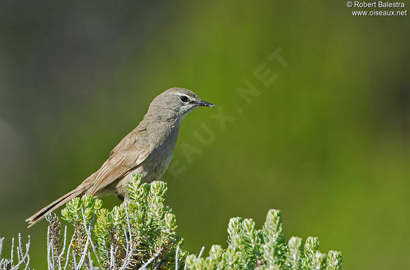 Karoo Scrub Robin