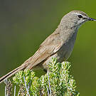 Agrobate coryphée