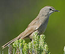 Karoo Scrub Robin