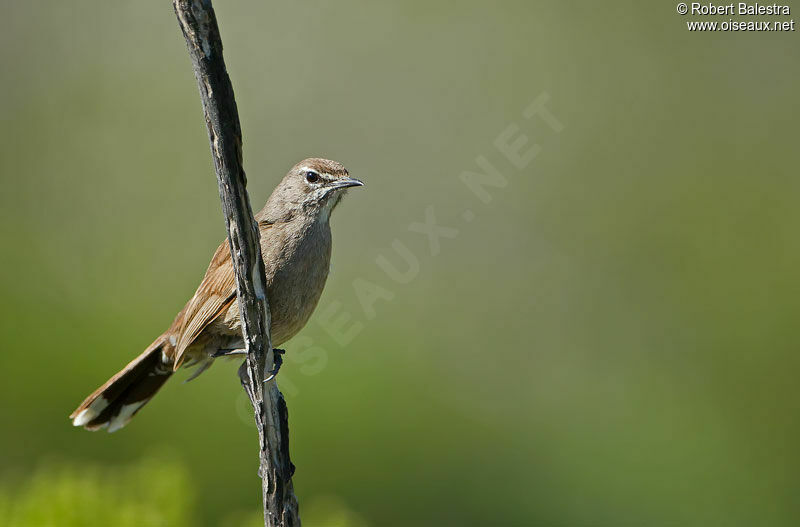 Agrobate coryphéeadulte