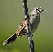 Karoo Scrub Robin