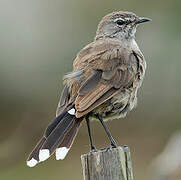 Karoo Scrub Robin