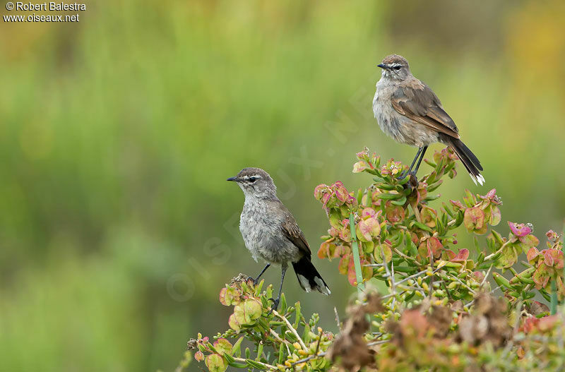 Karoo Scrub Robin