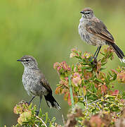 Karoo Scrub Robin