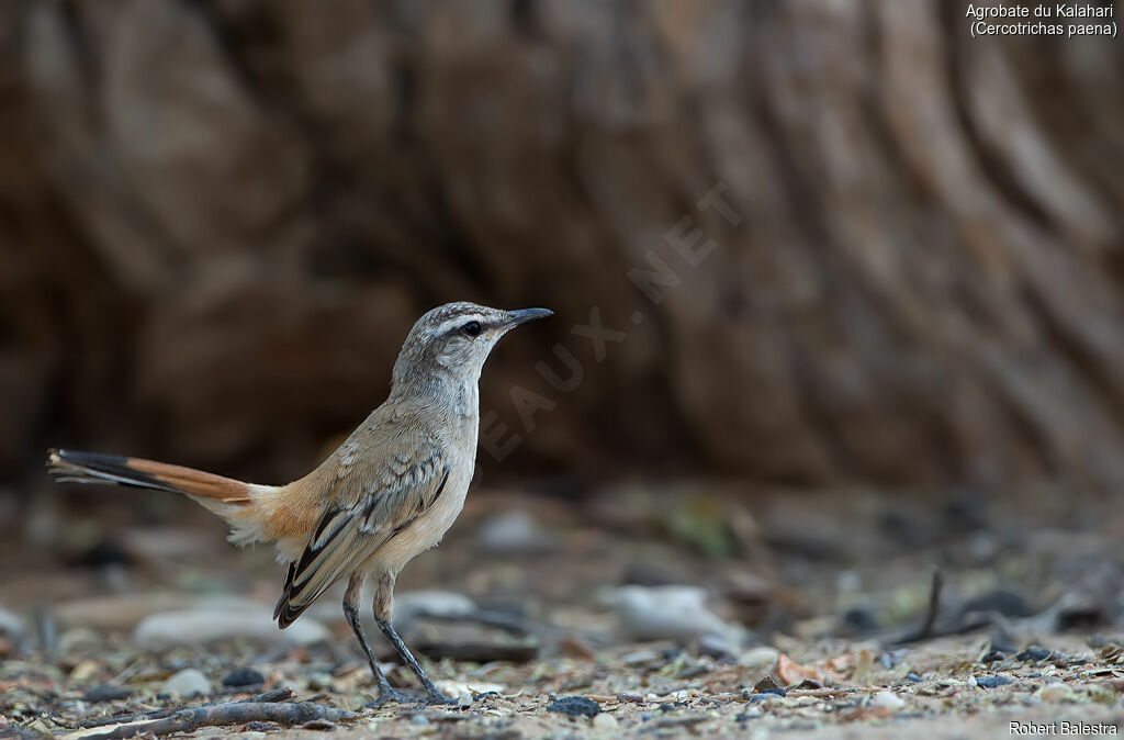 Kalahari Scrub Robin