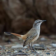 Kalahari Scrub Robin