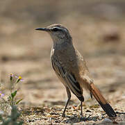 Kalahari Scrub Robin