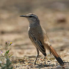 Agrobate du Kalahari