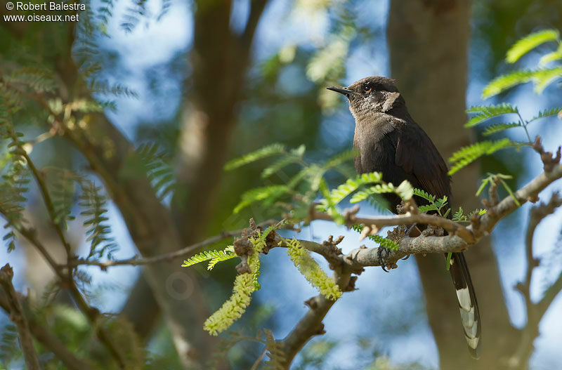 Black Scrub Robinadult