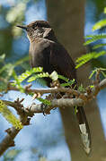 Black Scrub Robin