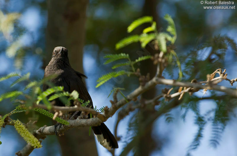 Black Scrub Robin