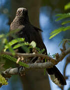 Black Scrub Robin