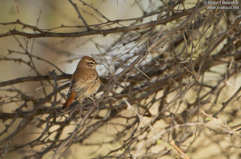 Rufous-tailed Scrub Robin