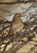 Rufous-tailed Scrub Robin