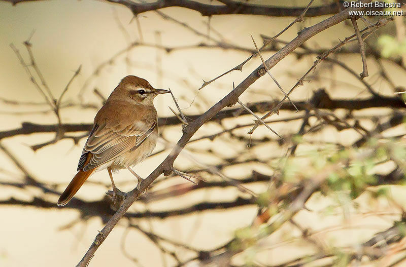 Rufous-tailed Scrub Robinadult