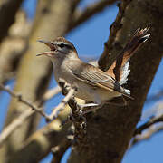 Rufous-tailed Scrub Robin