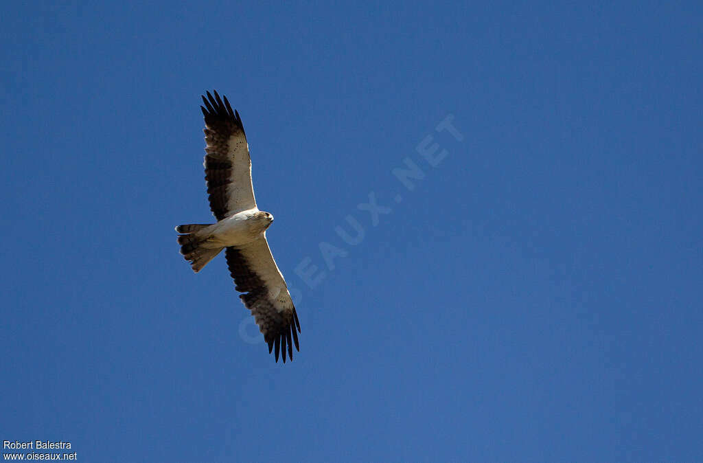 Booted Eagleadult, Flight