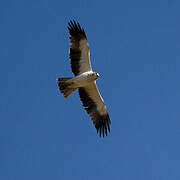 Booted Eagle