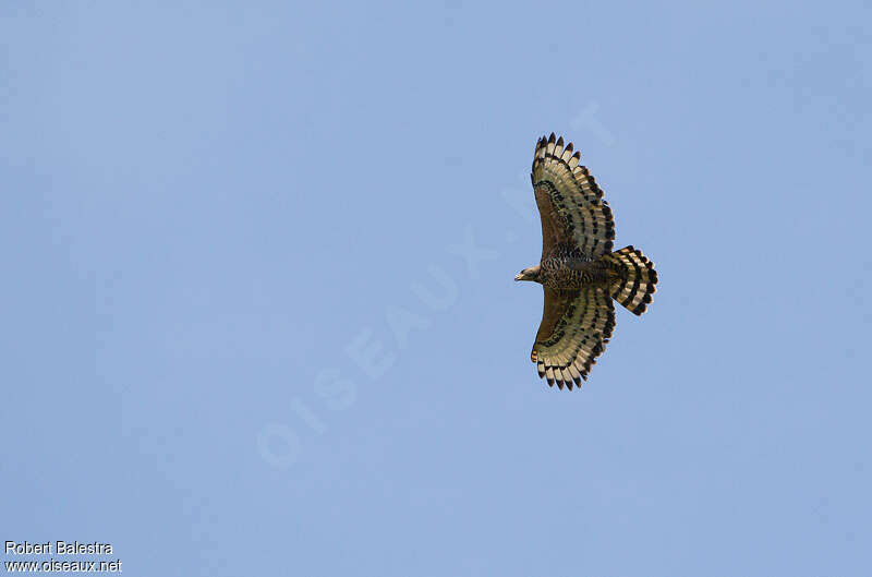 Aigle couronnéadulte, Vol