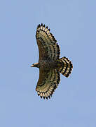 Crowned Eagle