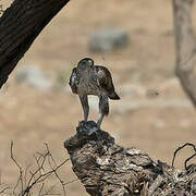 Bonelli's Eagle