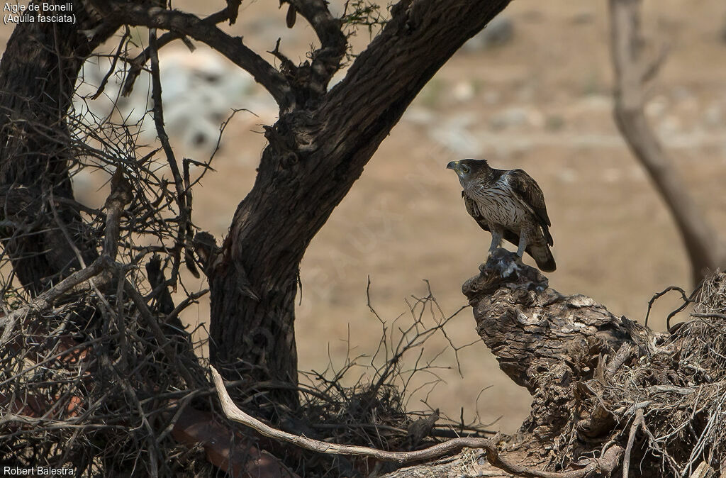 Aigle de Bonelli