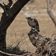 Bonelli's Eagle