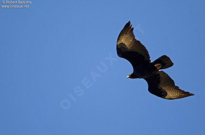 Aigle de Verreauxadulte, Vol